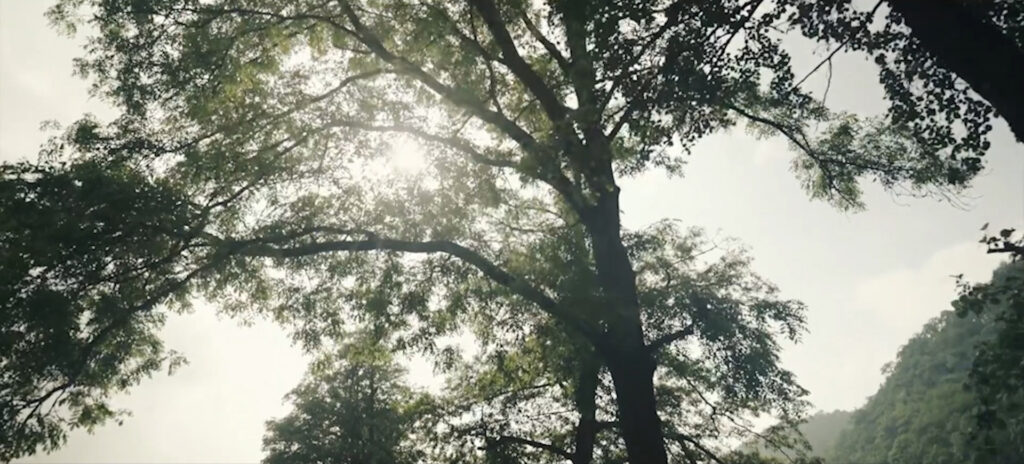 Grüne Bäume in natürlicher Umgebung